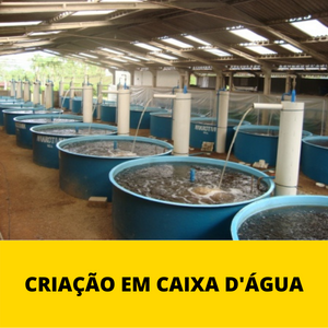 criacao-em-caixa-dagua.png