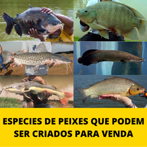 especies-de-peixes-que-podem-ser-criados-para-venda.png