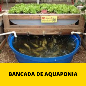 BaNCADA DE AQUAPONIA