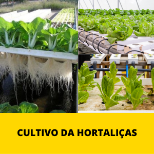CULTIVO DA HORTALIÇAS